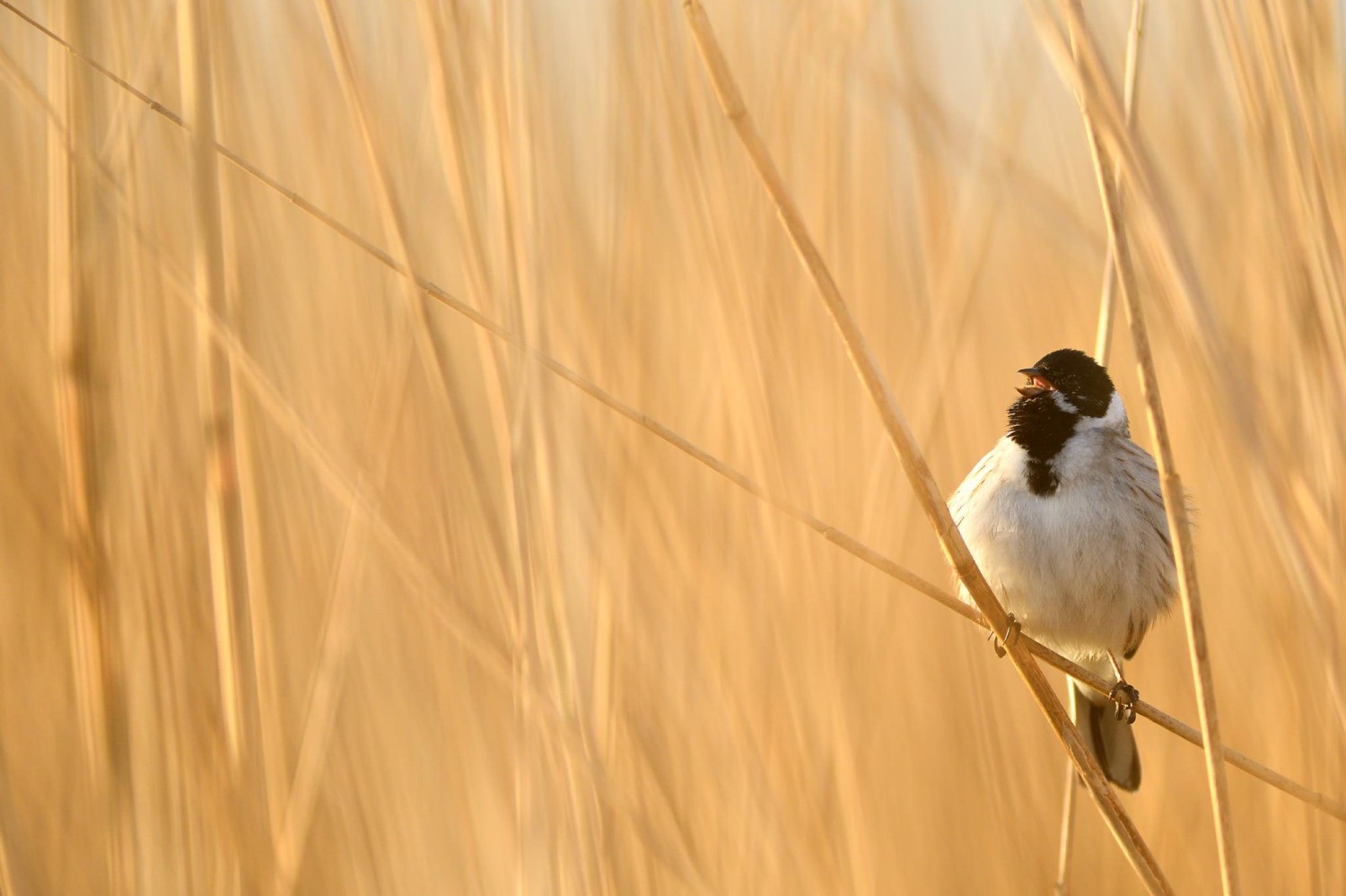 livebirdspoland_75f7b0161f20dc42da56560442ef9421.jpg