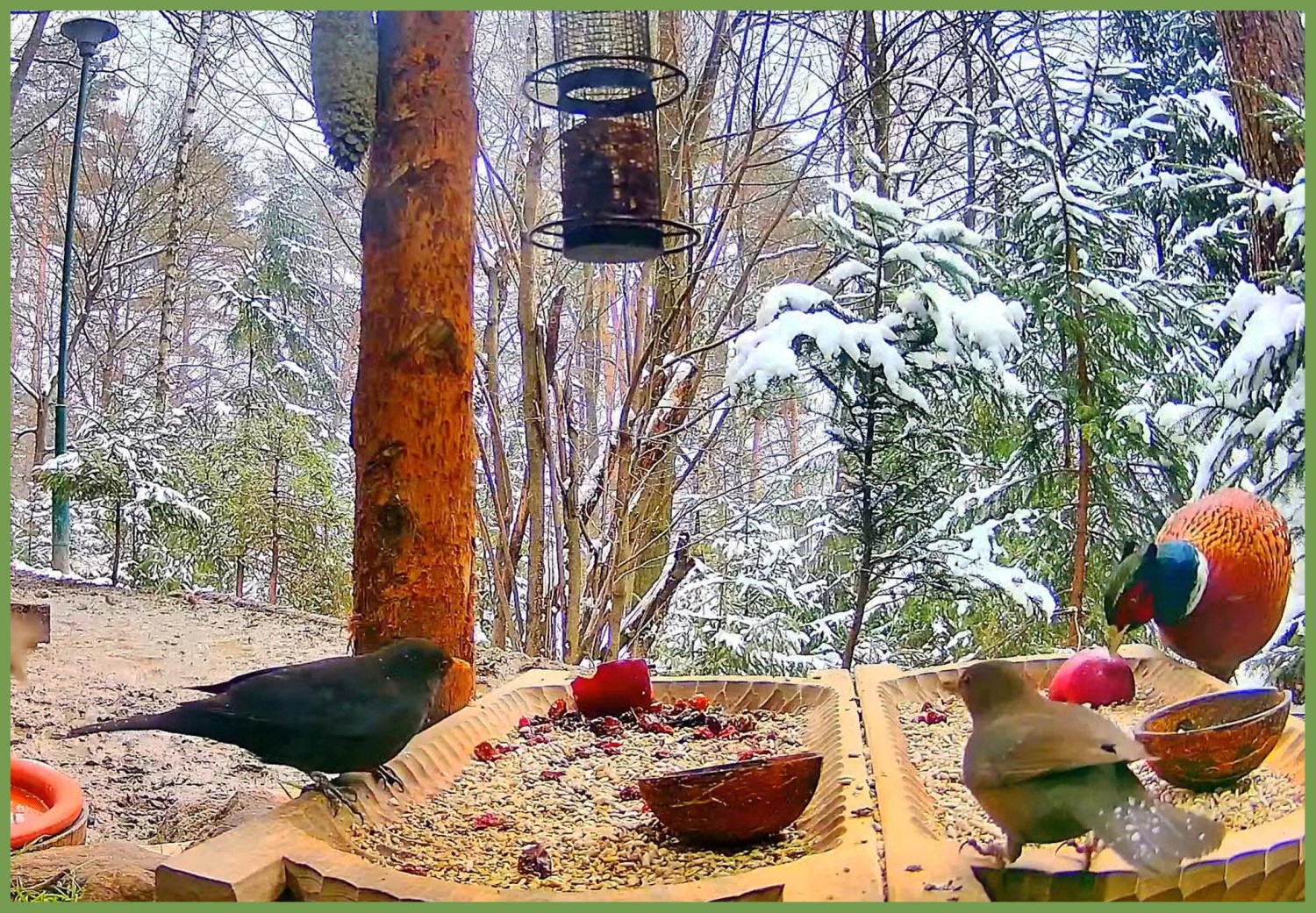 livebirdspoland_8207a757916b90d15f59cdb4c55f5c99.jpg