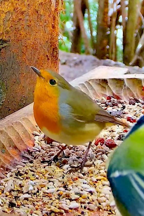 livebirdspoland_df4303fbbe56f9fd761bc4d3f468bde5.jpg
