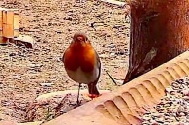 livebirdspoland_871b6a13dd83122437d23f8bf1083cdb.jpg