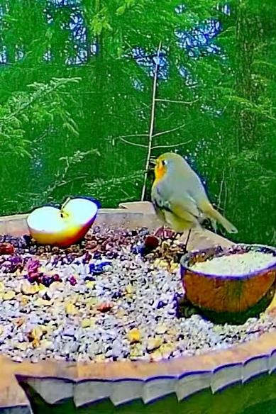 livebirdspoland_64289e88ea2af74f3ba939244aabde4e.jpg