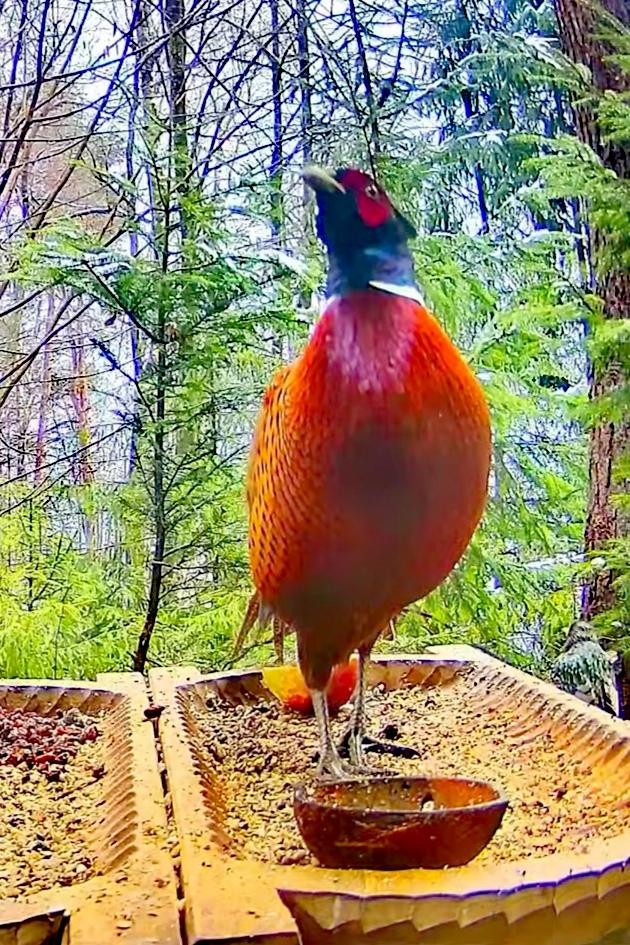 livebirdspoland_012141cae5919548958a49cb4b84af5a.jpg