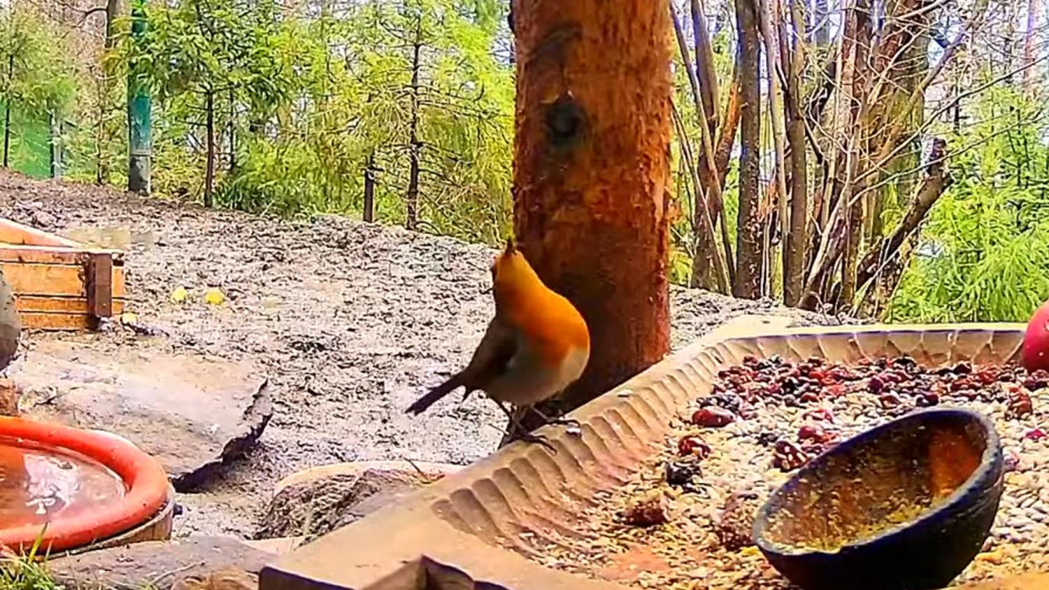 livebirdspoland_043f7eee5c90b64371a05896777f5266.png