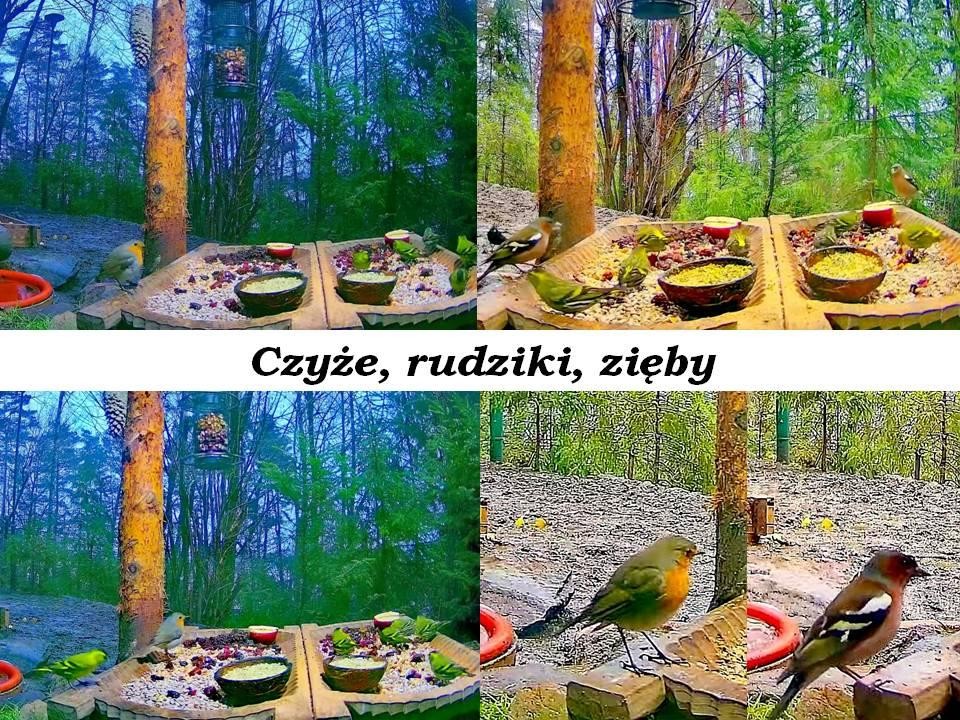 livebirdspoland_026487822f15ef8fa04151e8baad54ee.jpg