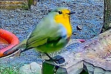 livebirdspoland_f6591006127e246bd226b8883663427e.jpg