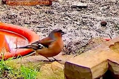 livebirdspoland_570be218be2c5c6d22675cb683669b6b.jpg