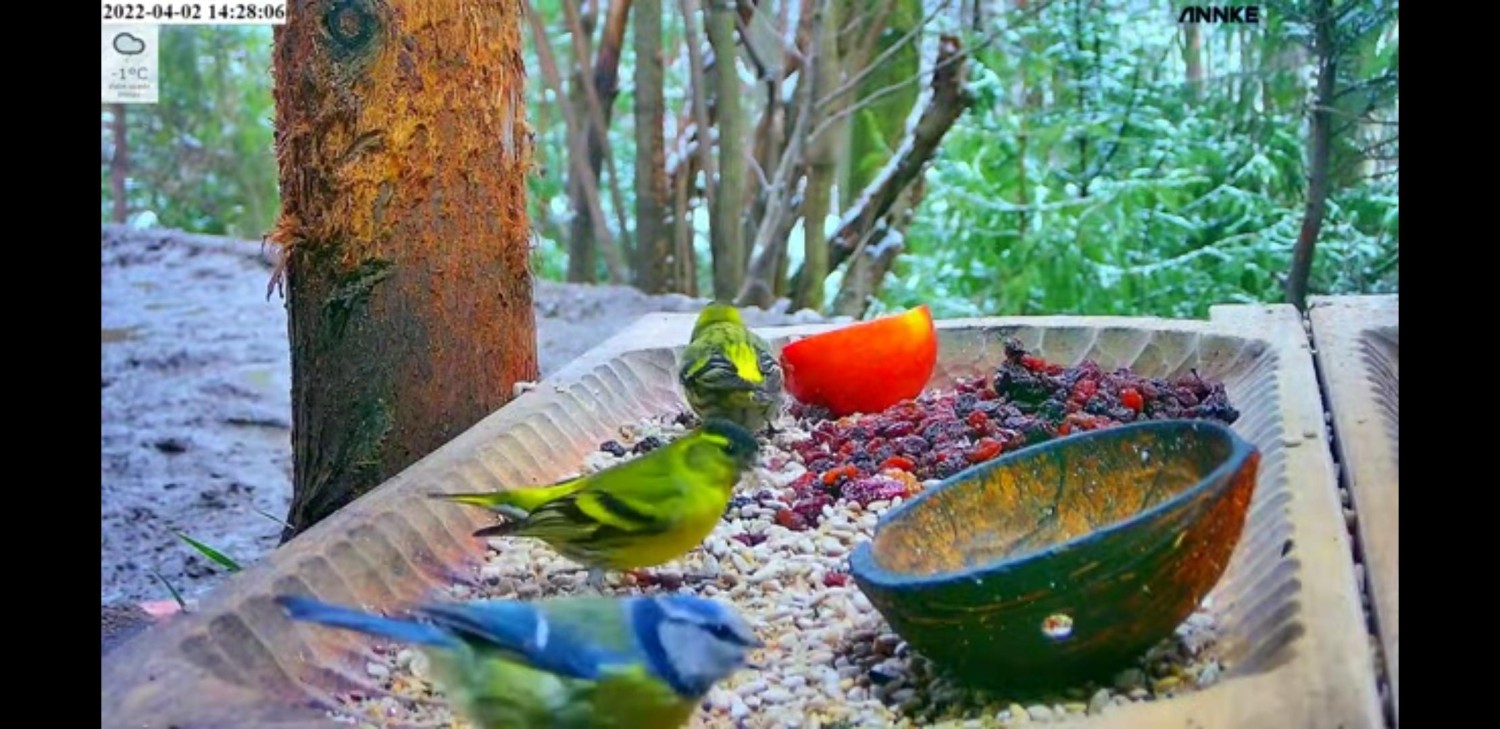 livebirdspoland_74a9815529b40e24fdf6356cf09142d3.jpg
