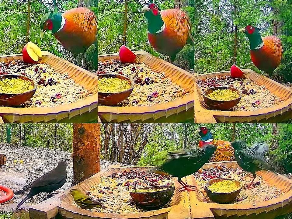 livebirdspoland_e2346a36e297d31c2d11542a223c4294.jpg