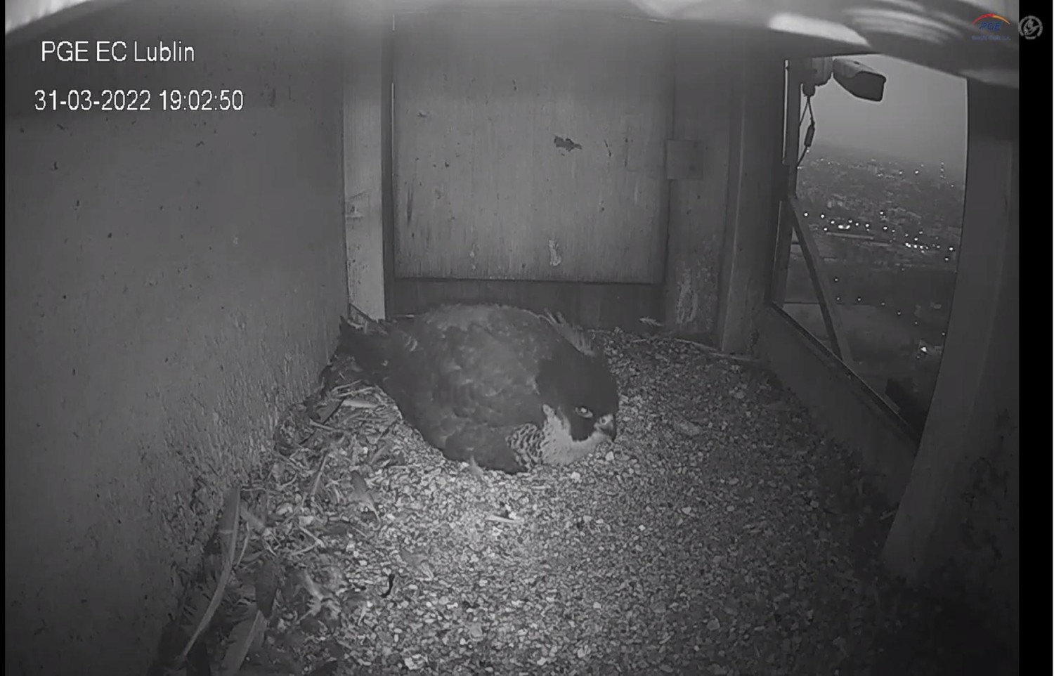 livebirdspoland_4c30d1213e6381ee23f540f120a292f8.jpg