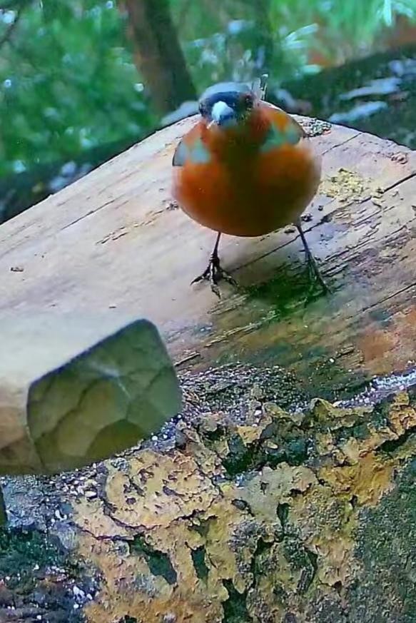 livebirdspoland_4e2116b0c1714bd429b0f3aa6b32247f.jpg