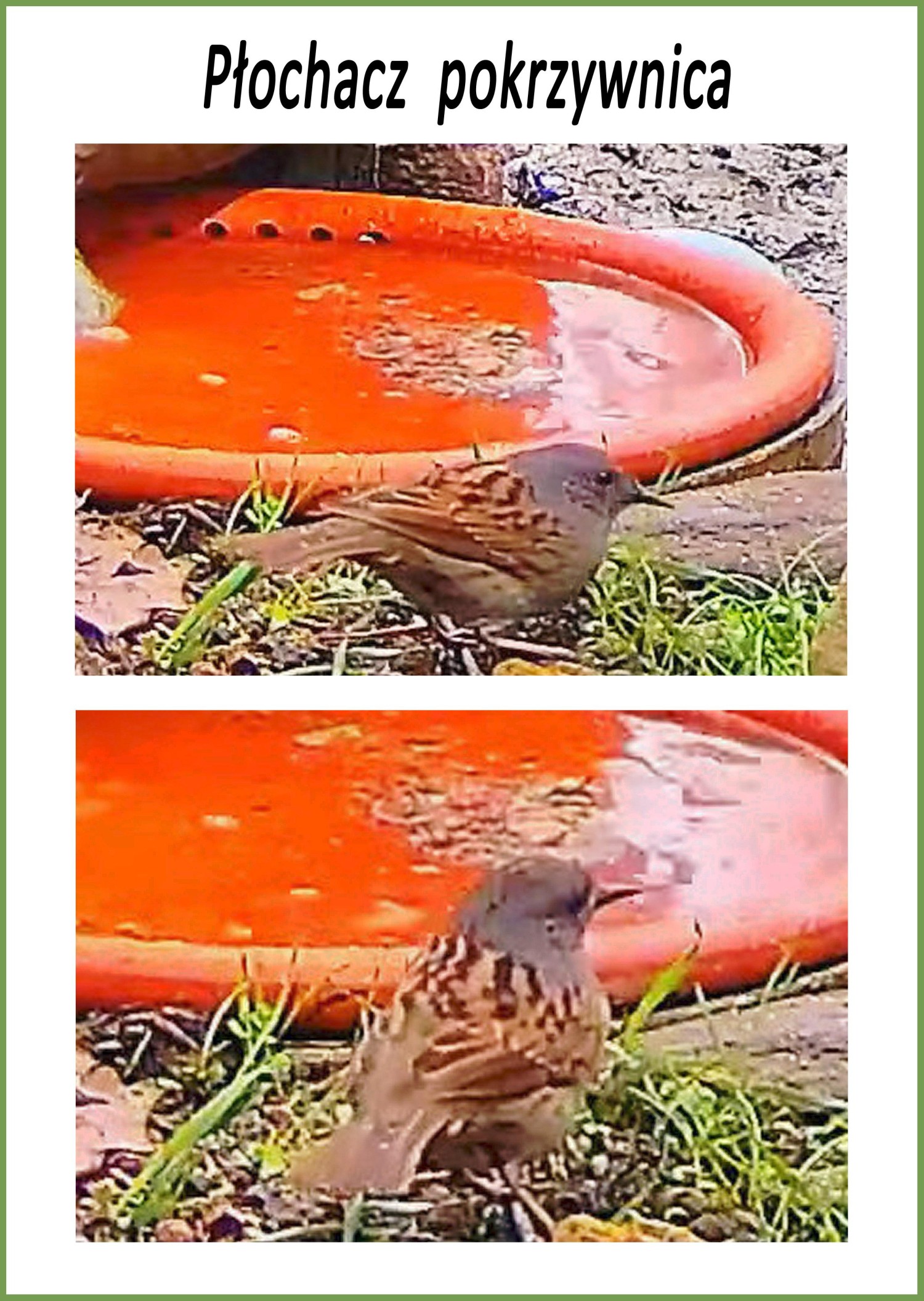 livebirdspoland_2e0869d6e0f1cb04838d3b6895ebc3e5.jpg