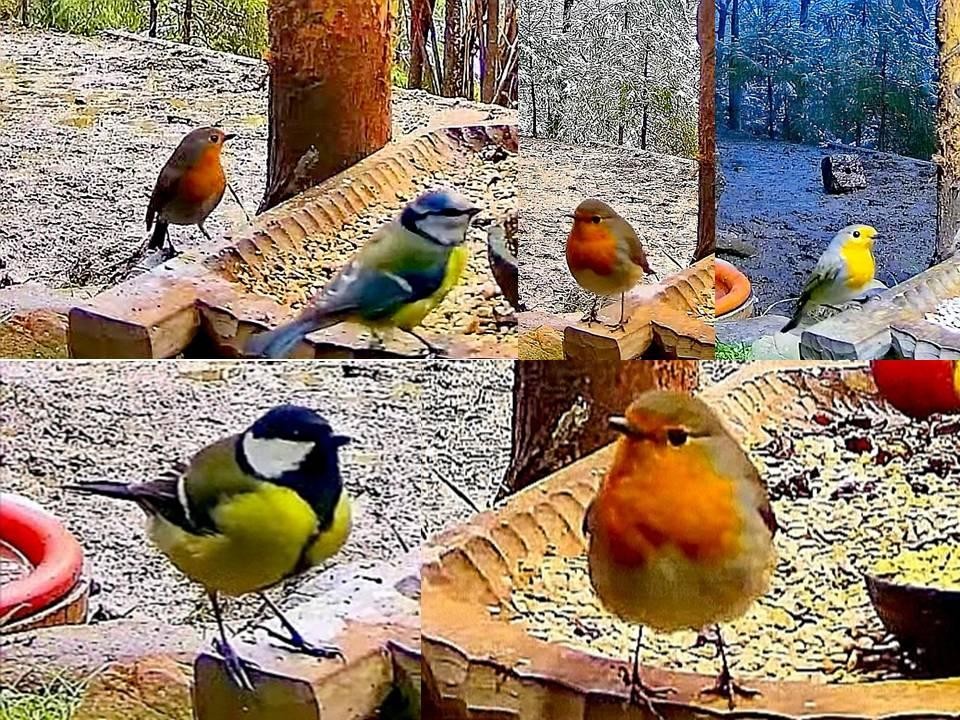 livebirdspoland_6a0126dfd50e59fd669bc5b0edb02253.jpg