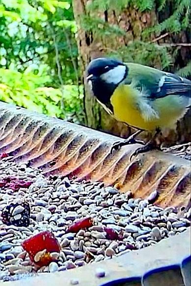 livebirdspoland_27ddfbe825c32f984bb85f0843063346.jpg