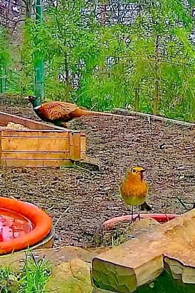 livebirdspoland_0b484a141c4e1373e0a85d4730b450e8.jpg