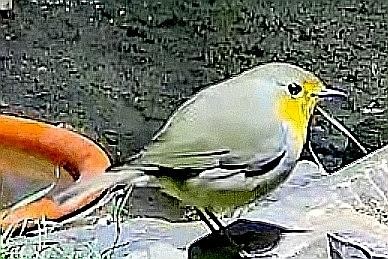 livebirdspoland_e9e6bbd75d29593ca2a584626ba79457.jpg
