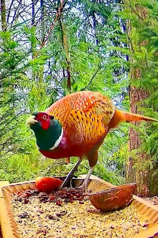 livebirdspoland_06c4dd19c4f702baa894a3eea326668f.jpg