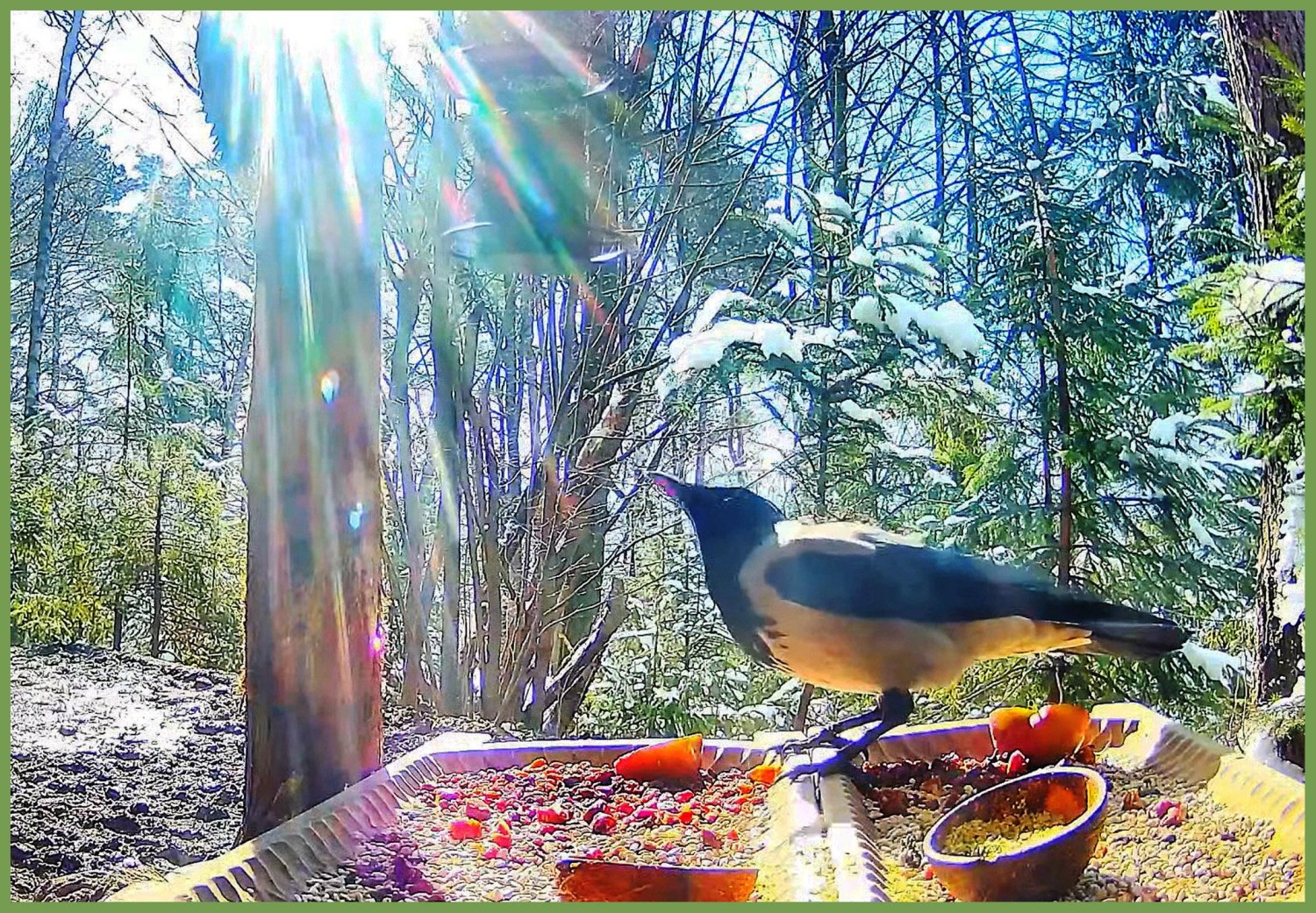 livebirdspoland_1a3cfdd2db782bc256f9088ac940f575.jpg