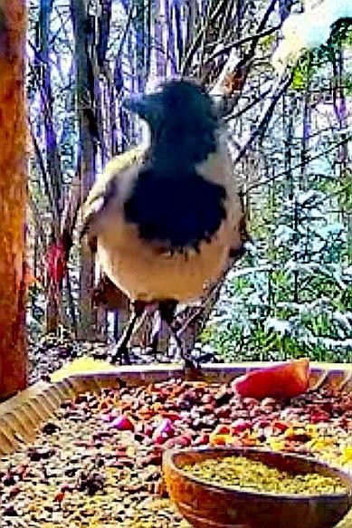 livebirdspoland_ee88e9461e0531d261018f0998d4226e.jpg