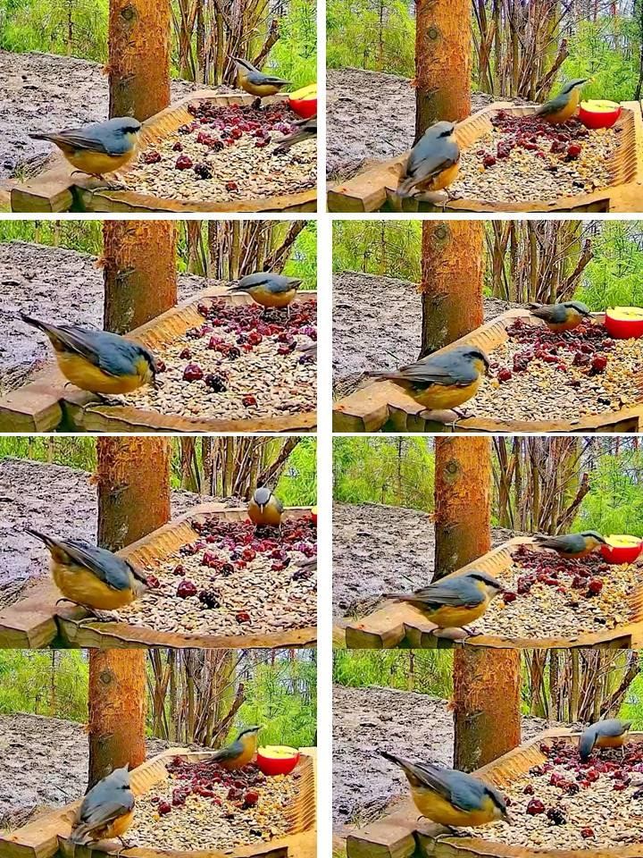 livebirdspoland_1f3685d25041ac253ede78743cbf275d.jpg