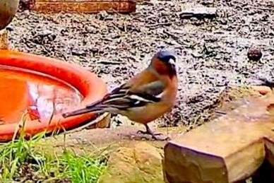 livebirdspoland_281bee6db5f2360c5d8fb2031bfd8686.jpg