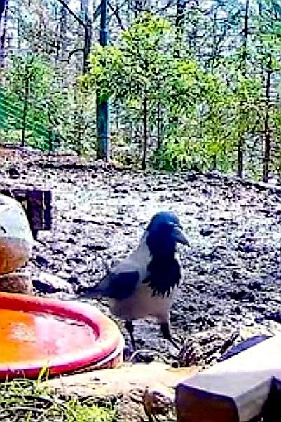 livebirdspoland_ebce8901745ff9b7f1135381f87cd961.jpg