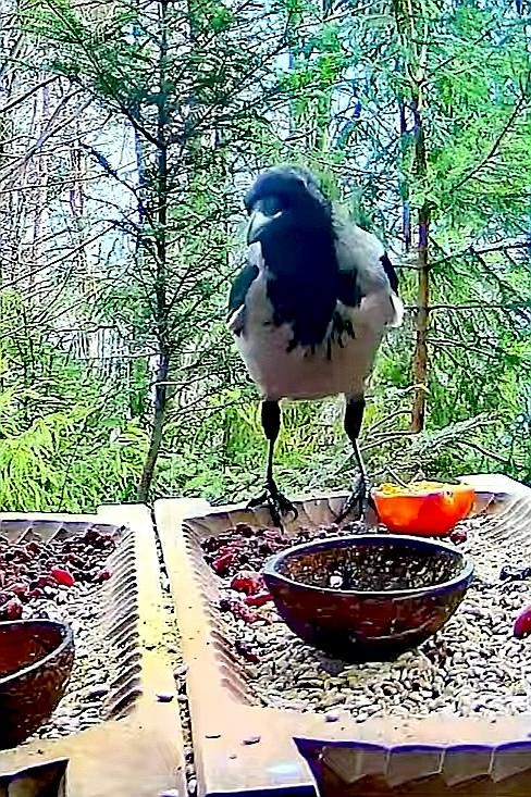livebirdspoland_659eb161568ce390aa3937166e0640fe.jpg
