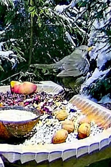 livebirdspoland_1b7c66964edd68e4f3cabc884050e1be.jpg