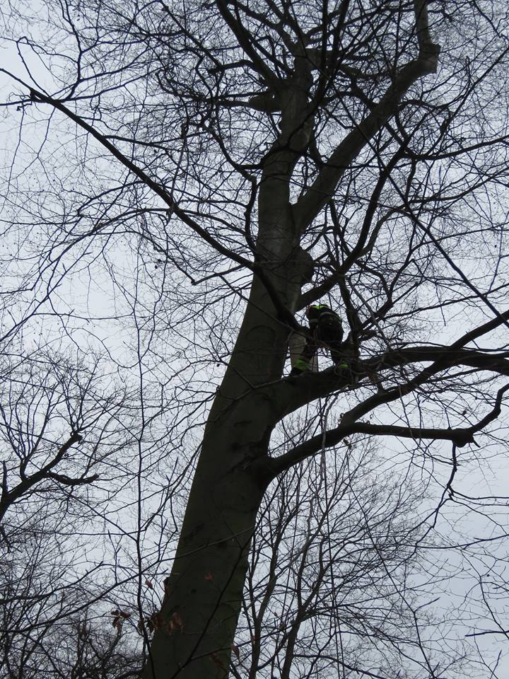 livebirdspoland_398e099fc065b500c677743a6f674e57.png