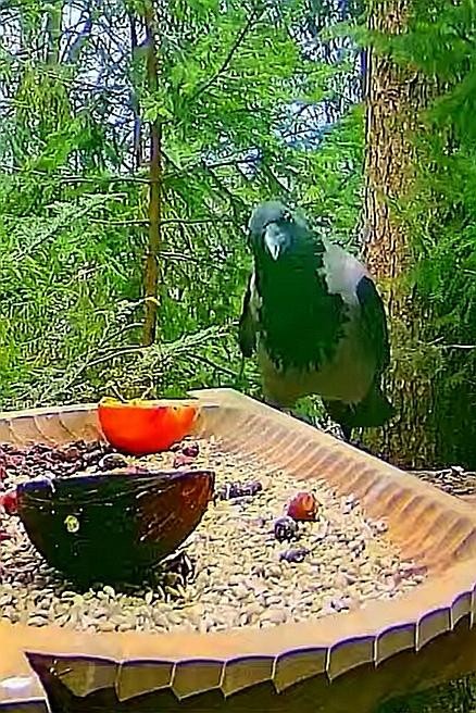 livebirdspoland_ccfd9cca508dbd8d747ae431d433225f.jpg