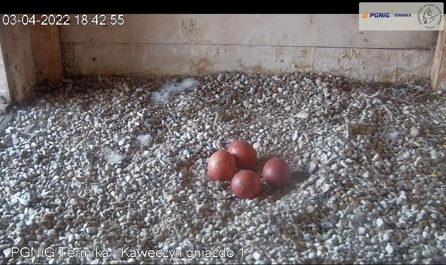 livebirdspoland_71fcda74ae20bc8c3590f8fac982e62b.jpg