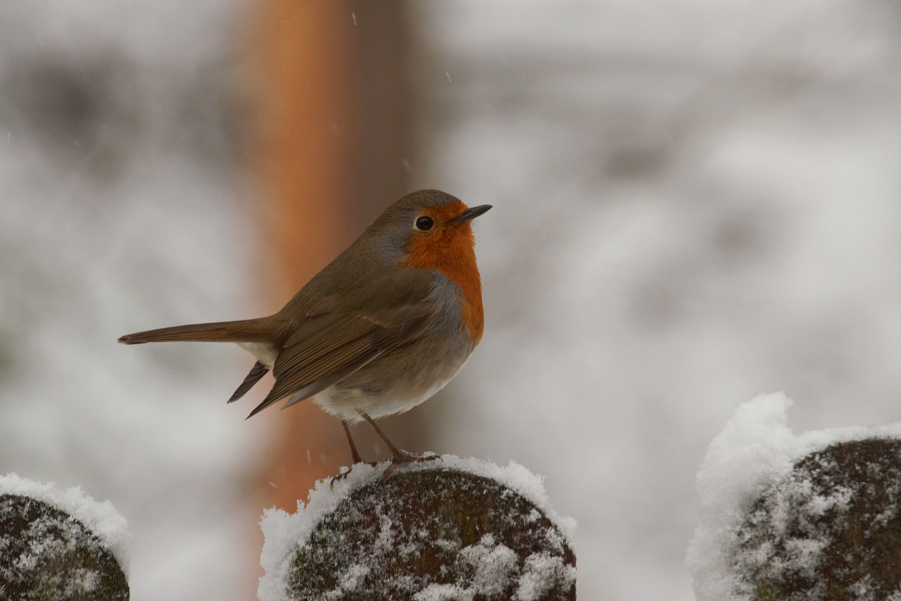 livebirdspoland_f98b5e7b1f16c50a77eb7cebebbc2bb8.png