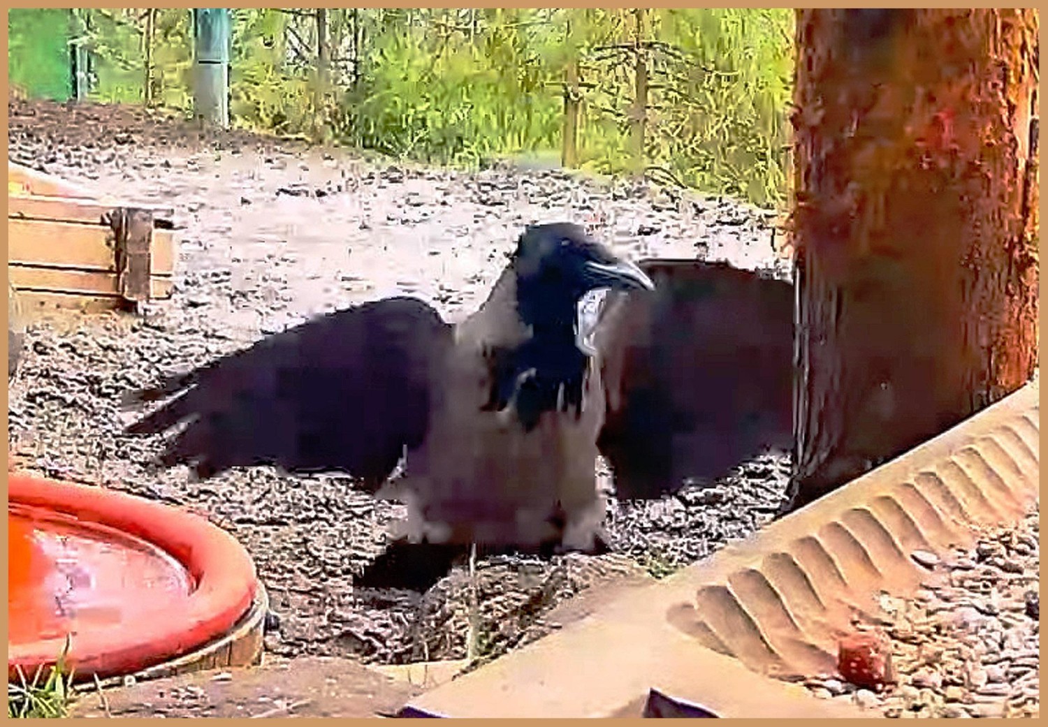 livebirdspoland_dd6ae571d24c38bb0f5f6f3dcc6e9d45.jpg
