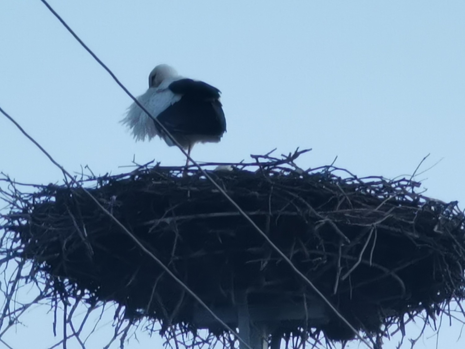 livebirdspoland_87bca3e3286b3e8076a59a622de364e5.jpg