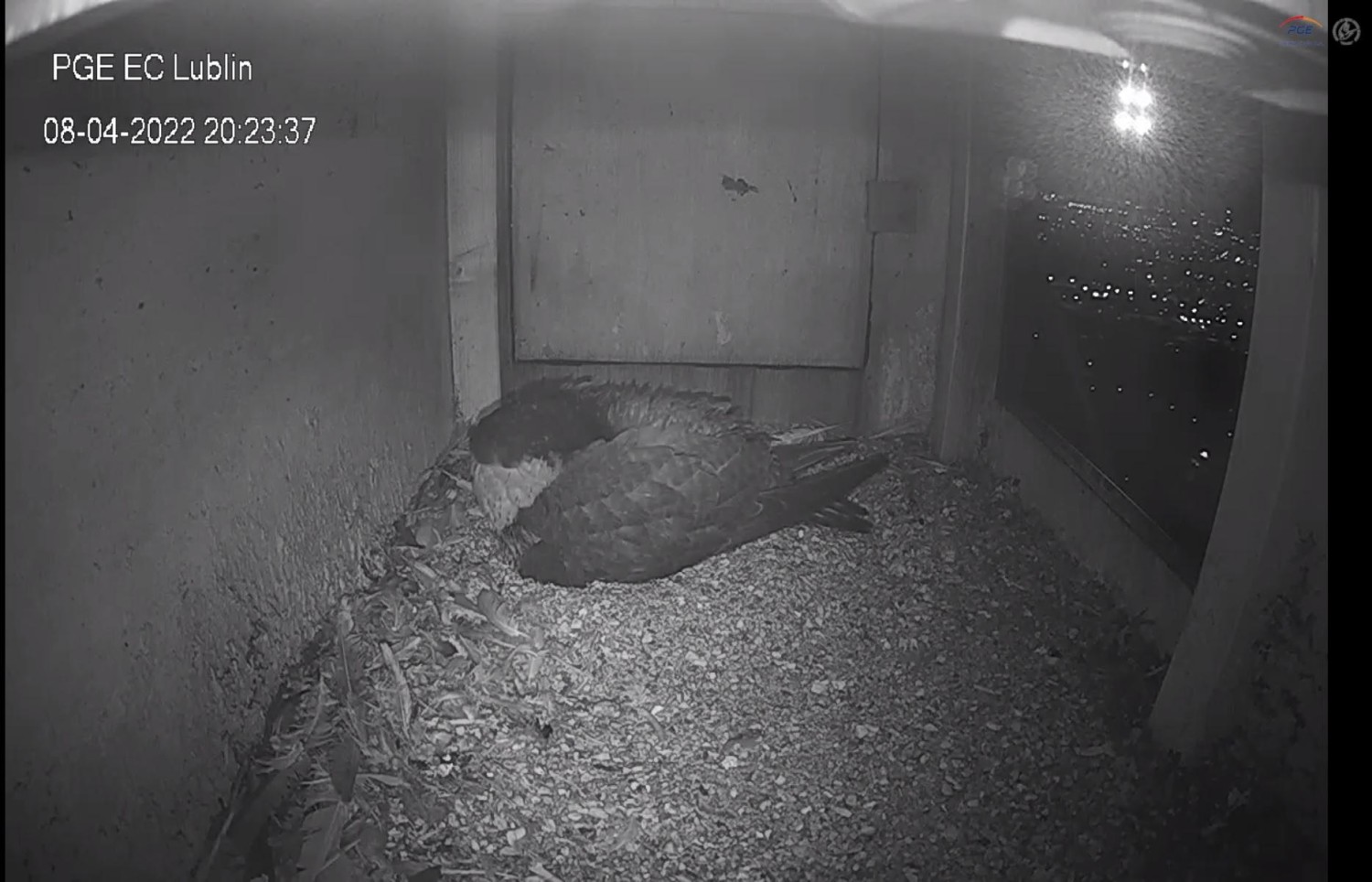 livebirdspoland_ce314711151347baf3e22e627e04e57c.jpg