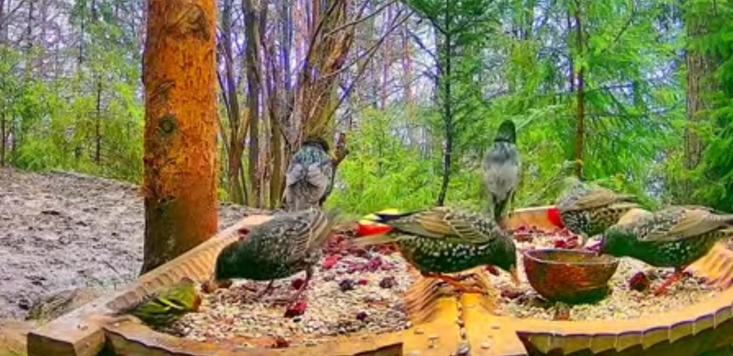 livebirdspoland_5960a7a72ad25b092492e9152cb5eb56.jpg