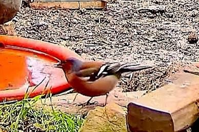 livebirdspoland_f99a670751177e5c49470121cf4ff9c1.jpg