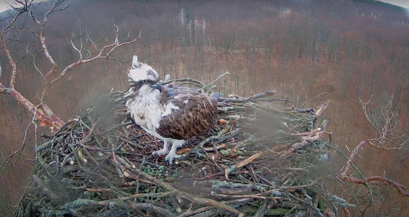 livebirdspoland_2b2770c3cd7af0462c348ddffac35abc.png