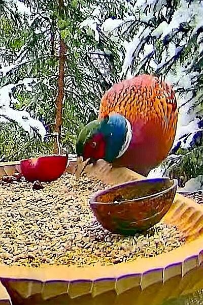 livebirdspoland_0d9cec80ea285e6b521428f1044fe96b.jpg