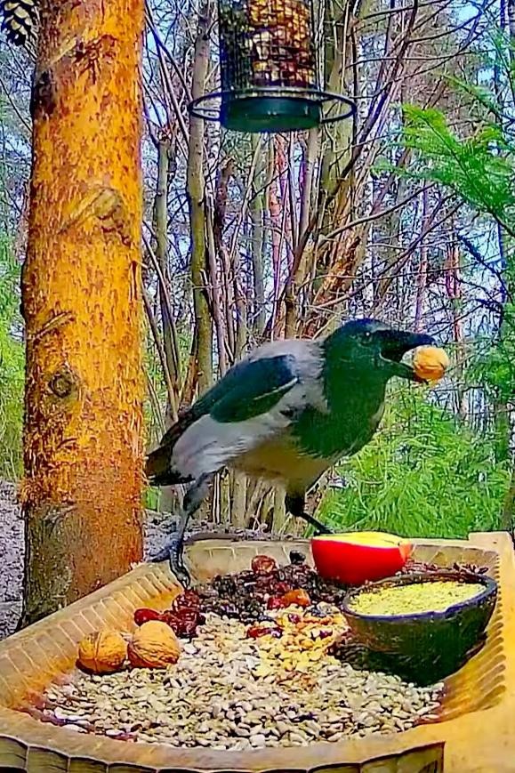 livebirdspoland_6617871d1b300c3091517975161904a4.jpg