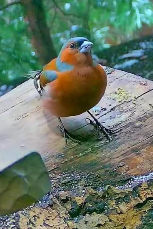 livebirdspoland_d55d77991470387b7bc28670423d0357.jpg