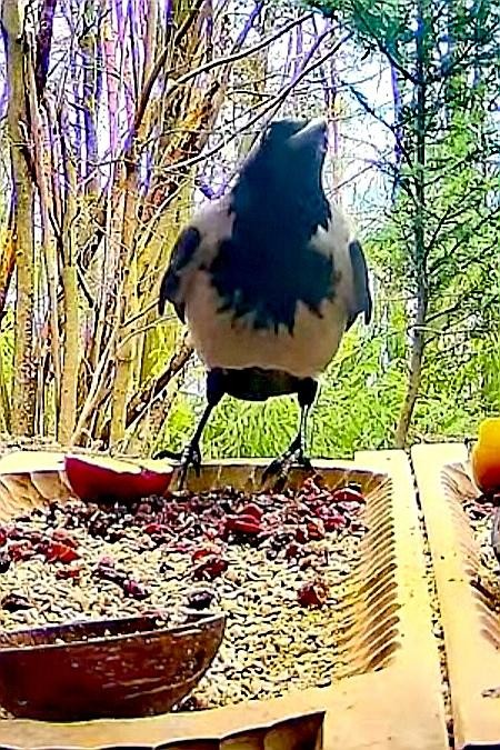 livebirdspoland_40fd64c1bb00d65dea6e8646c96cc000.jpg