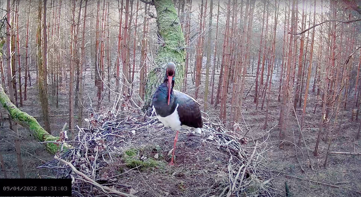 livebirdspoland_26b9f9ad628eb667da82c534c44fdd96.png