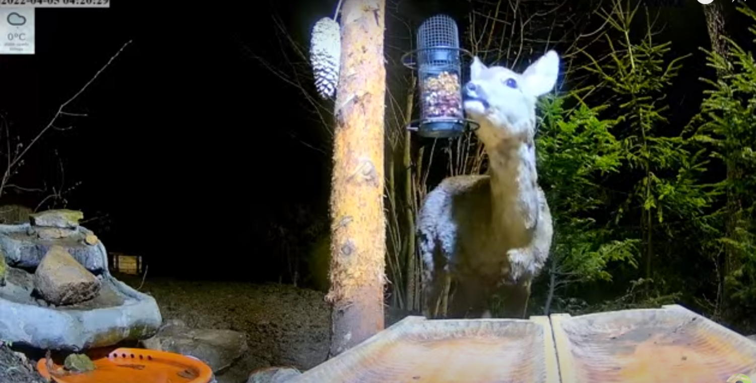 livebirdspoland_f3c30b430119f42b428f163f73a8e59e.png
