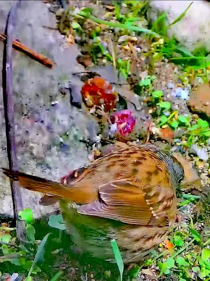 livebirdspoland_db4082762fd92b03e72527dc5d4e2614.jpg