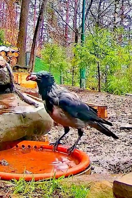 livebirdspoland_6f4e5d591f661e8b0d2aa8222a876335.jpg