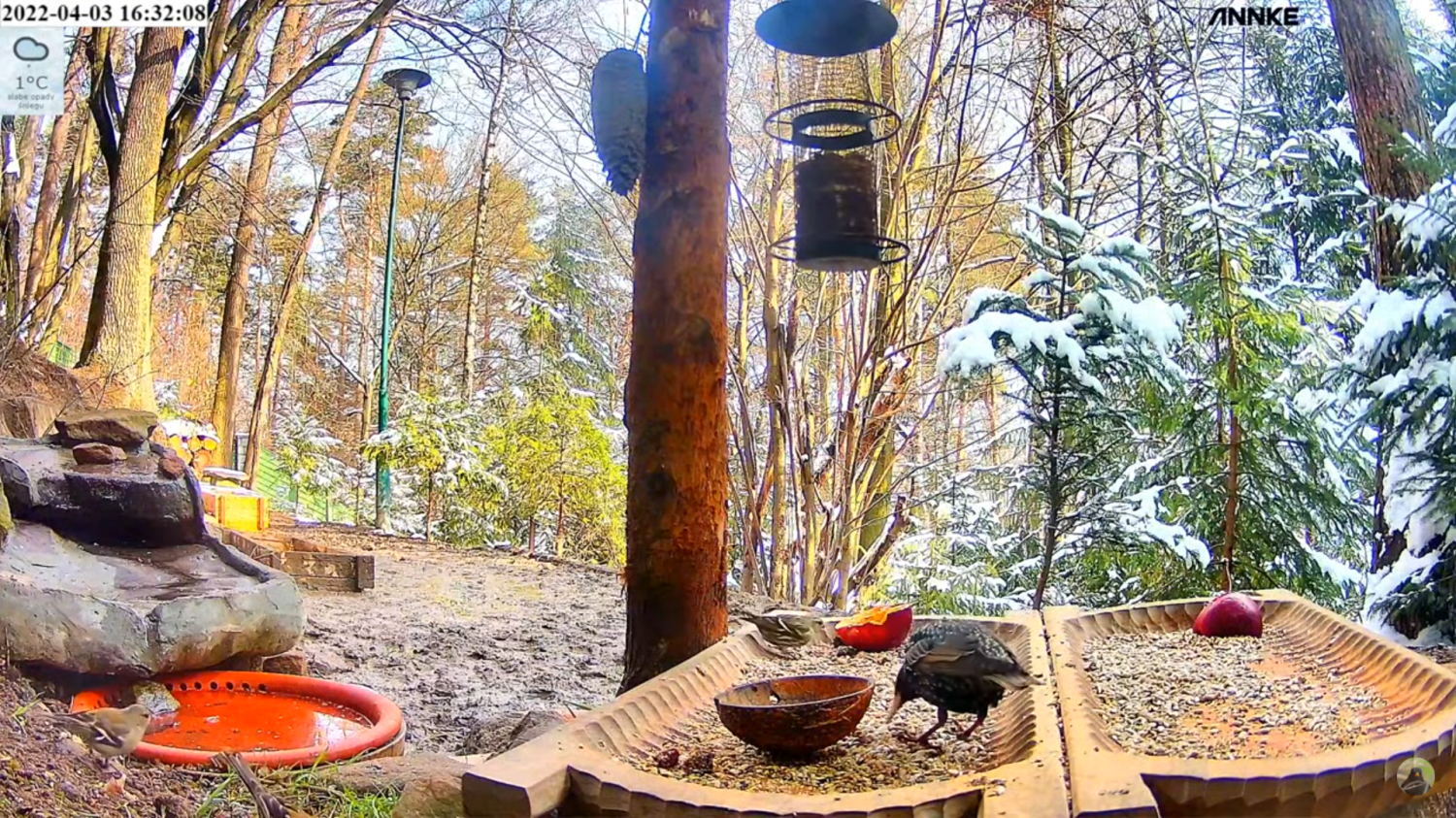 livebirdspoland_8674d221596a371b0ea1deb81a3094dc.png