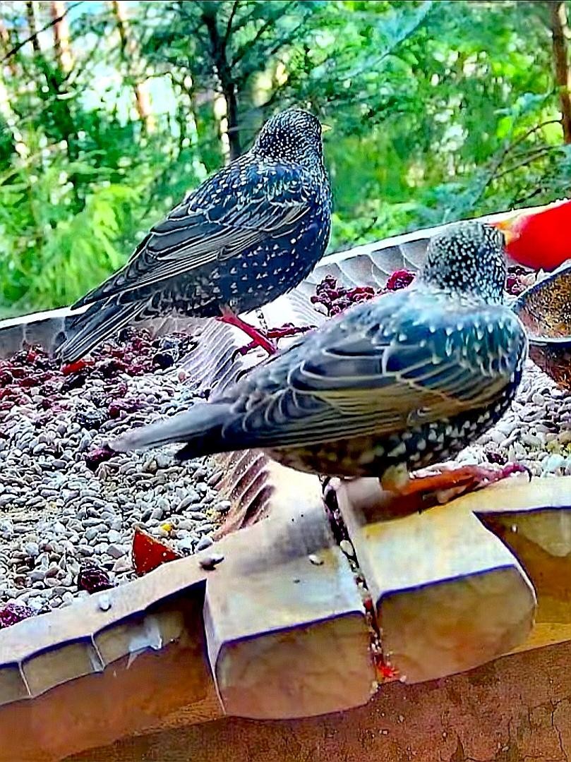 livebirdspoland_4c335ce9dd9dc118cb0333e8f25d965a.jpg