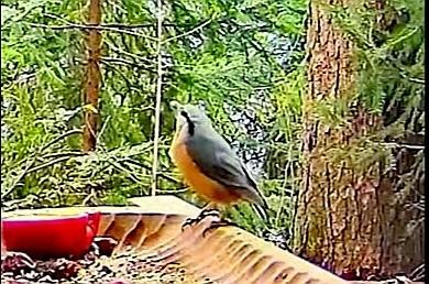 livebirdspoland_62c3e9b44e31ba9000a652601a5f2d9b.jpg