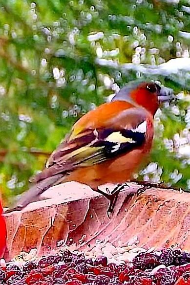 livebirdspoland_e5602d718da6e9bbb1b8a01eb67cba8b.jpg