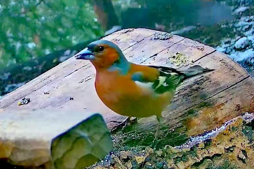 livebirdspoland_75f3979d5402ae4dc20c0dc79377a9fc.jpg